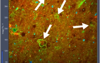 荧光寿命成像技术在燧石中发现微生物化石缩略图